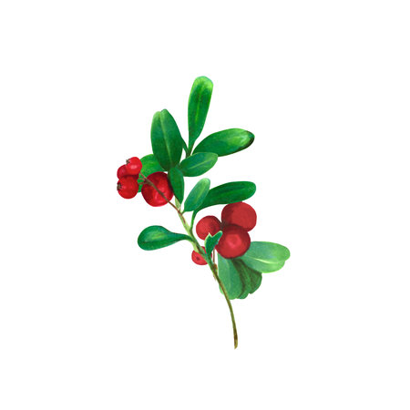 Cranberry. Branch of red wild berries with green leaves. Watercolor, marker illustration, isolated on white background. Ideal for botanical prints, stationery, food labels, holiday-themed products, scrapbookingの写真素材