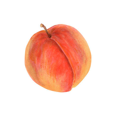 Watercolor peach clipart Illustration. High quality hand painting gourmet illustration. Food clipart collection. Great for healthy eating projects, jam packaging, or summer-themed decorの写真素材