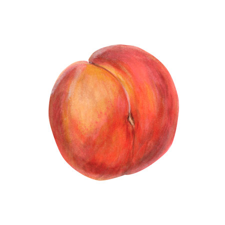 Ripe peach realistic watercolor illustration isolated on white. Hand-drawn fruit in orange red color. Botanical drawing with natural texture. Summer food clipart for packaging, product designsの写真素材