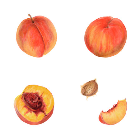 Red orange peach watercolor illustration set with whole fruits, half, slice and pit. Realistic botanical drawing isolated on white background. Natural tropical food clipart for packaging and product designsの写真素材