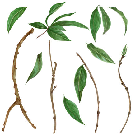 Set of peach tree branches and twigs isolated on white background. Watercolor hand painted botany illustration. Green leaves and stem clip art for or summer floral arrangements and product designの写真素材