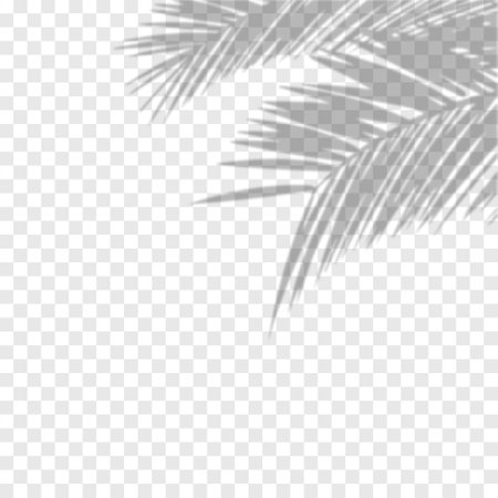 Transparent shadow overlay effect. Vector of transparent shadows of palm leaf. Vector illustrationのイラスト素材