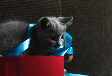 A small cute gray kitten in a red gift box and blue ribbons. On a dark background, horizontally with spaceの写真素材