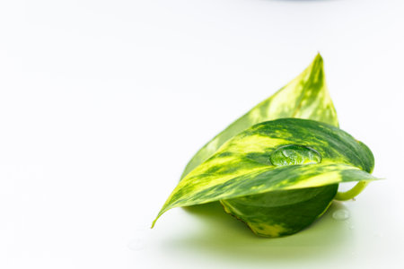 Template with a drop of water on a plant close-up. Concept of environmental protection and saving of...