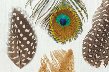Layout with bright bird feathers, close-up. Full Frame