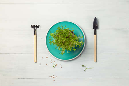 Young shoots of amaranth, micro-green in pots on a blue plate. layout on a gray background. Super food, sproutsの写真素材