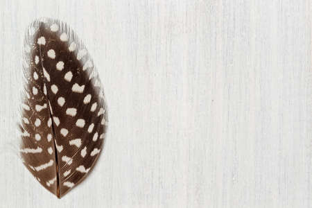 An elegant birds feather close-up on a light gray wooden background. Horizontally with spaceの写真素材