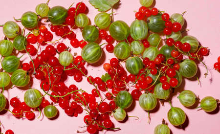 Green gooseberries and red currants scattered on a pink background, hard light, close-upの写真素材