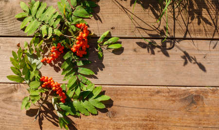 Mountain ash branches on wooden boards. Natural sunlight. Hard shadows.の写真素材