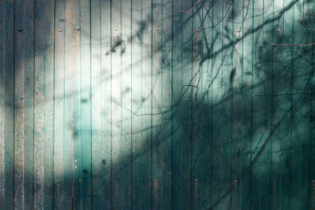 Shadows from tree branches on an old green fence, sunny day. Wooden background with shadows.
