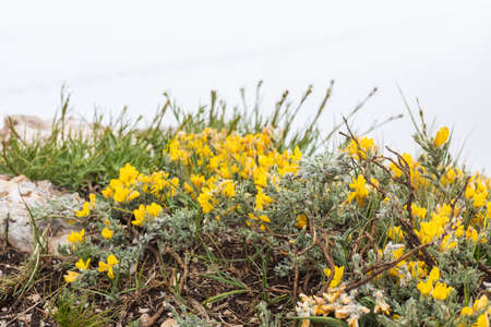 Yellow saxifrage growing in the mountains. Close-up on the background of the cliffの写真素材
