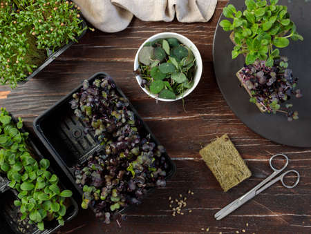 Growing microgreens. containers with microgreens of coriander, cucumber grass, nasturtium and red mustard. Top view on a wooden backgroundの写真素材