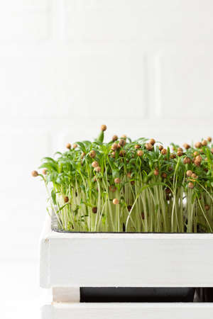 micro-greens for salads, snacks, healthy sandwiches. Micro-green coriander close-up, in a white...