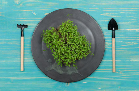 Micro-greenery in a pot on a black plate and miniature gardening tools. Top view on a blue wooden background, with spaceの写真素材