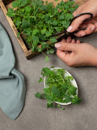 Microgreens. Greens for eating. Womans hands cut microgreens from a wooden box with vintage scissors. Close-upの写真素材