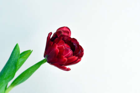 Beautiful red tulip flower with green stem and green leaves. Monochrome backroundの写真素材