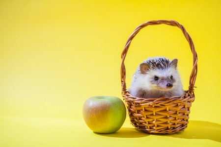 Little funny hedgehog sits in the basket by the apple on yellow backgroundの写真素材