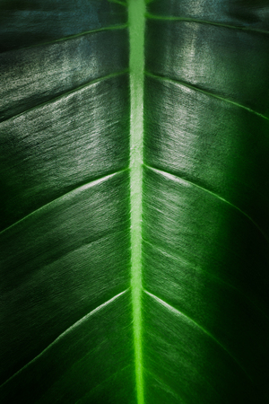 Green tropical leaf background. Glossy plant texture. Organic cosmetics. Healthy ecology.の写真素材