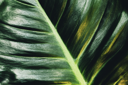 Green tropical leaf background. Glossy plant texture. Organic cosmetics. Healthy ecology.の写真素材