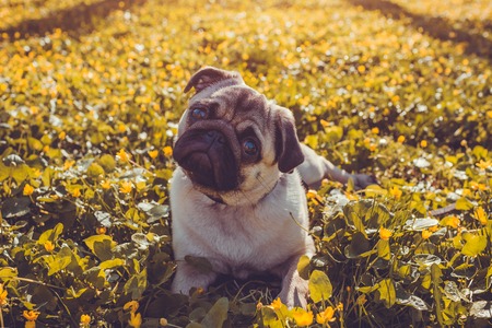Pug dog walking in spring forest. Puppy lying among yellow flowers in the morning and looks at camera. Pug dog listens to its masterの写真素材