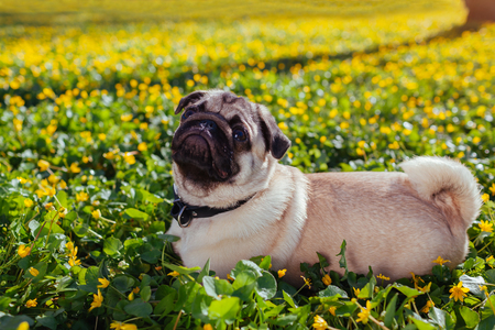 Pug dog walking in spring forest. Puppy lying among yellow flowers in the morning and looks at its master. Pug dog listens to its masterの写真素材