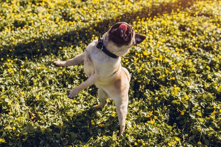 Pug dog walking in spring forest. Puppy having fun among yellow flowers in the morning. Dog jumps to catch food with tongue hangingの写真素材