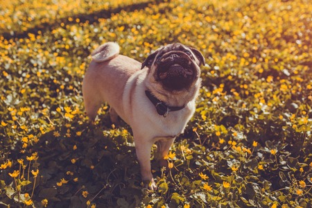 Pug dog walking in spring forest. Puppy stays among yellow flowers in the morning and looks up. Pug dog listens to its masterの写真素材