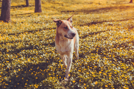 Dog walking in spring forest among yellow flowers in the morning. Homeless animalの写真素材
