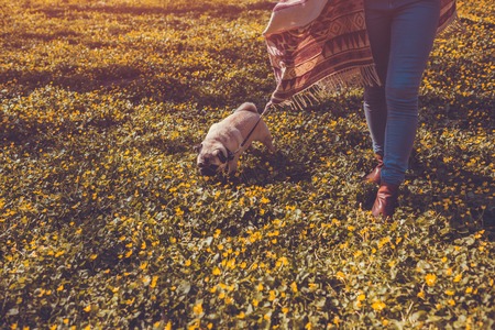 Woman walking pug dog in spring forest. Happy puppy running among yellow flowers in the morning. Dog having fun and enjoying natureの写真素材