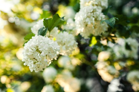 Boule de neige flowers. Viburnum in blossom. Blooming garden. White blossoming bushの写真素材