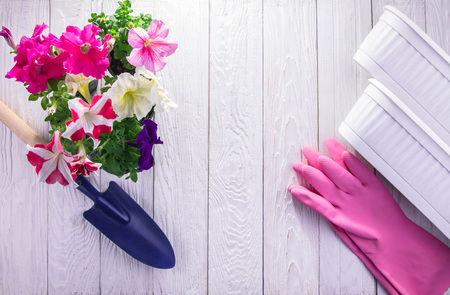 Transplanting petunias on white wooden background. Gardening concept. Gardening concept. Pots and shovel with gloves and flowers on tableの写真素材