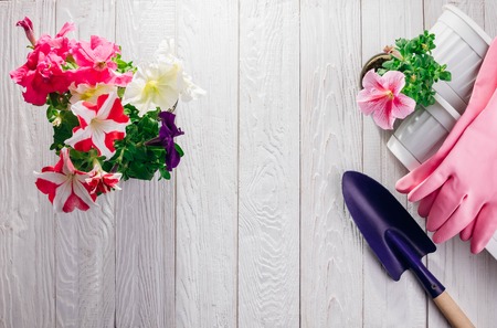 Transplanting petunias on white wooden background. Gardening concept. Gardening concept. Pots and shovel with gloves and flowers on tableの写真素材
