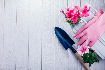 Transplanting petunias on white wooden background. Gardening concept. Gardening concept. Pots and shovel with gloves and flowers on tableの写真素材