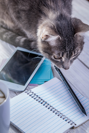 Writing goals with cat and morning coffee. Having breakfast with best friendの写真素材