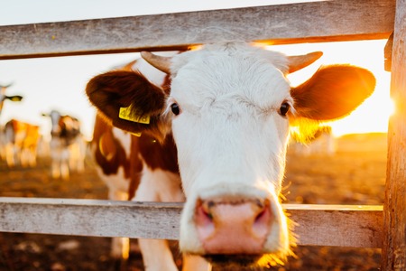 Close-up of white and brown cow on farm yard at sunset. Cattle walking outdoors in summer countrysideの写真素材