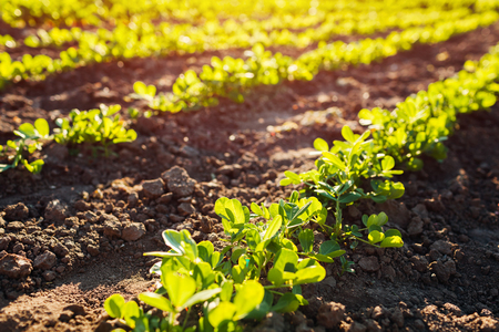 Peanut seedlings growing in rows at sunset. Farming and gardening concept. Organic farmの写真素材