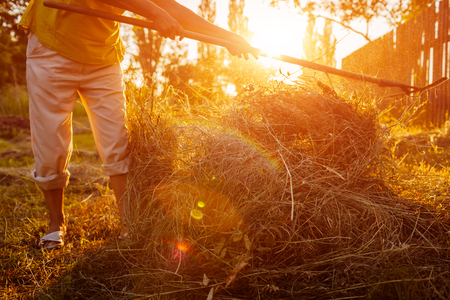 Farmer woman gathers hay with pitchfork at sunset in countryside. Agriculture and farming concept. Hard work in village.の写真素材