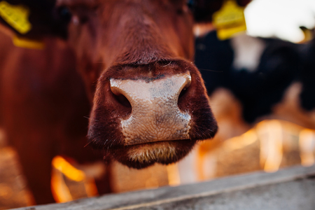 Close-up of brown cows nose on farm yard at sunset. Cattle walking outdoors in summerの写真素材