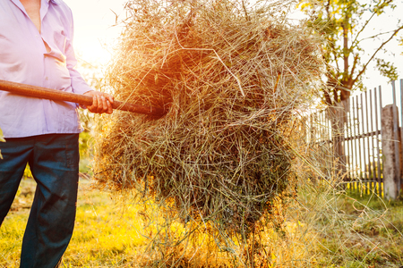 Senior farmer man gathers hay with pitchfork at sunset in countryside. Agriculture and farming concept. Harvest timeの写真素材