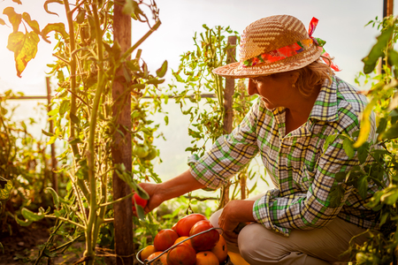 Senior woman farmer gathering crop of tomatoes at greenhouse on eco farm. Farming, gardening conceptの写真素材