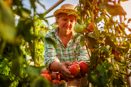 Senior woman farmer gathering crop of tomatoes at greenhouse on eco farm. Farming, gardening conceptの写真素材
