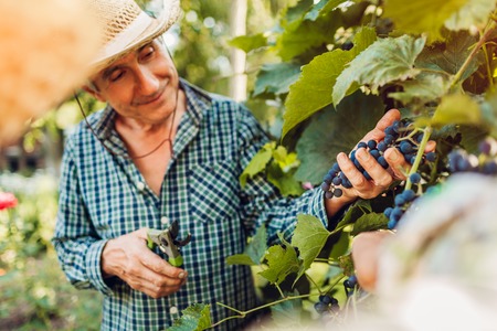 Couple of farmers checking crop of grapes on ecological farm. Happy senior man and woman gather...