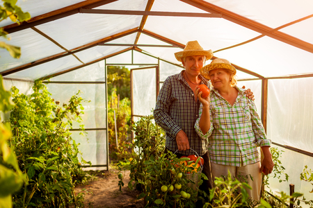 Senior couple woman and man gathering crop of tomatoes at greenhouse on eco farm. Farming, gardening conceptの写真素材