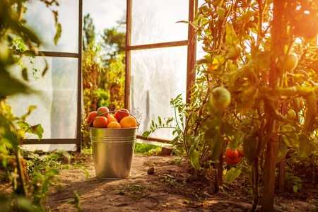 Bucket of red tomatoes at greenhouse on farm. Farming, gardening concept. Harvest timeの写真素材