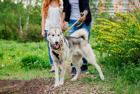 A young couple walking a dog in the spring park. Huskyの写真素材