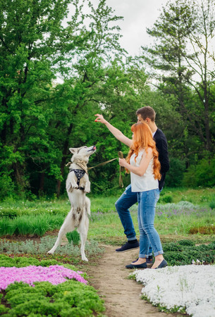 A young couple walking and playing with husky dog in summer parkの写真素材