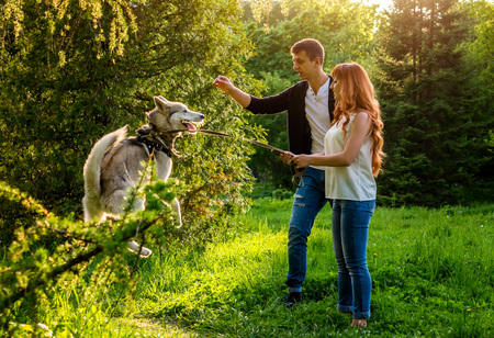 A young couple walking and playing with husky dog in summer parkの写真素材