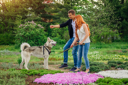 A young couple walking and playing with husky dog in summer parkの写真素材
