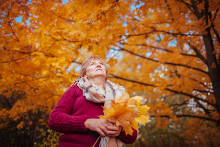 Middle-aged woman gathers maple leaves in the forest. Lady walking and enjoying natureの写真素材
