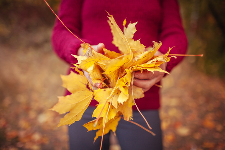 Woman holds a heap of maple yellow leavesの写真素材